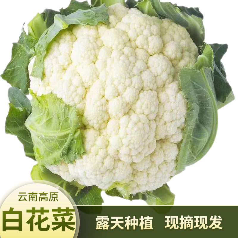 云南白花菜农家自种花菜应季新鲜蔬菜花椰菜老式实心花菜便宜