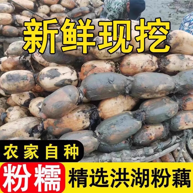 正宗洪湖粉藕新鲜莲藕煲汤九孔藕