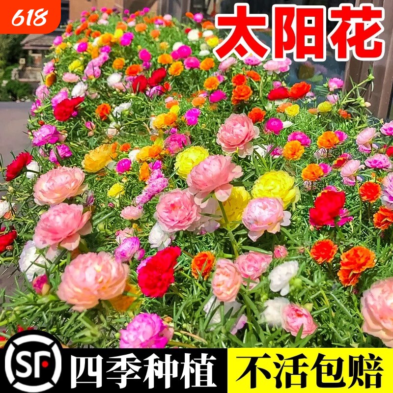 重瓣太阳花四季花野花组合凤仙花庭院盆栽种子开花大花花种播种