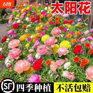 重瓣太阳花四季花野花组合凤仙花庭院盆栽种子开花大花花种播种