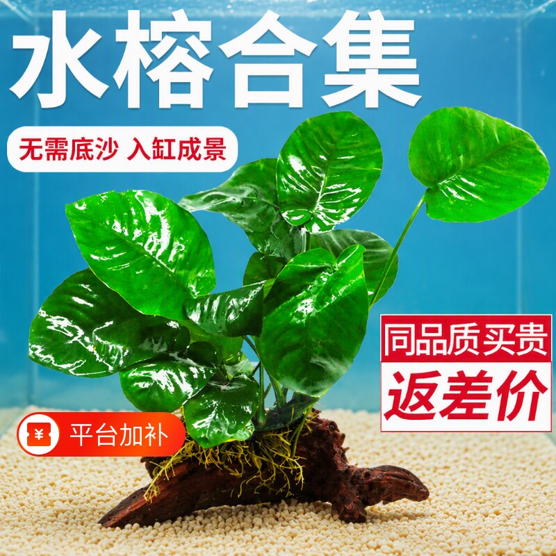 水榕水草沉木水草懒人鱼缸摆件真草植物大叶榕迷你榕造景皇冠新手