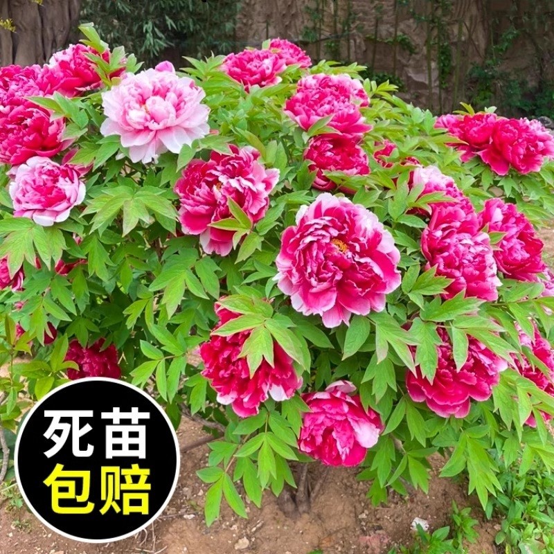 正宗牡丹花苗盆栽重瓣带花苞洛阳牡丹花大树苗老桩菏泽红牡丹花王