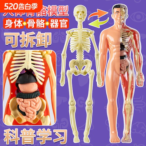 人体结构模型全身|超1000次加购