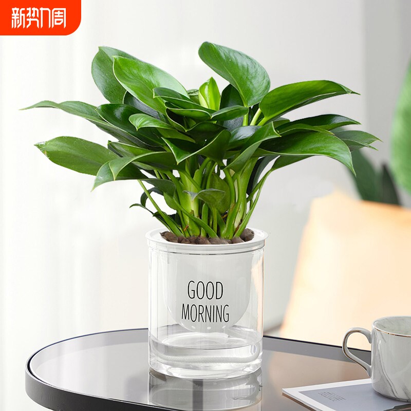 金钻绿萝盆栽室内净化空气观叶植物新手桌面摆件房间甲醛二手烟