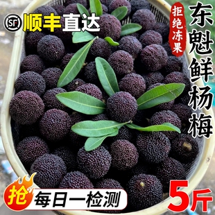 顺丰正宗东魁鲜杨梅新鲜现摘现发老树果杨梅大果孕妇水果整箱包邮