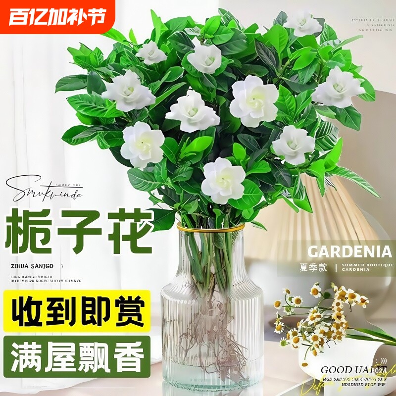 栀子花水培植物盆栽带花苞花卉茉莉花办公室鲜花四季开花室内桌面