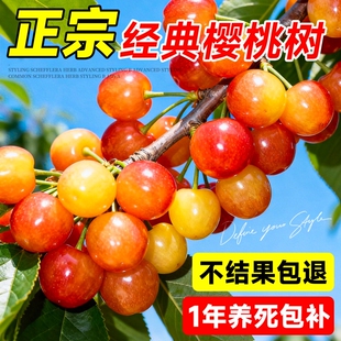 樱桃树果苗大樱桃苗南北方红妃车厘子嫁接果树苗盆栽种植庭院耐寒