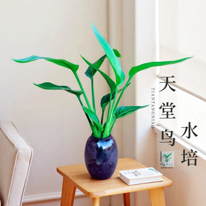 水培天堂鸟盆栽室内客厅植物净化空气观叶四季常青花卉龟背竹绿植