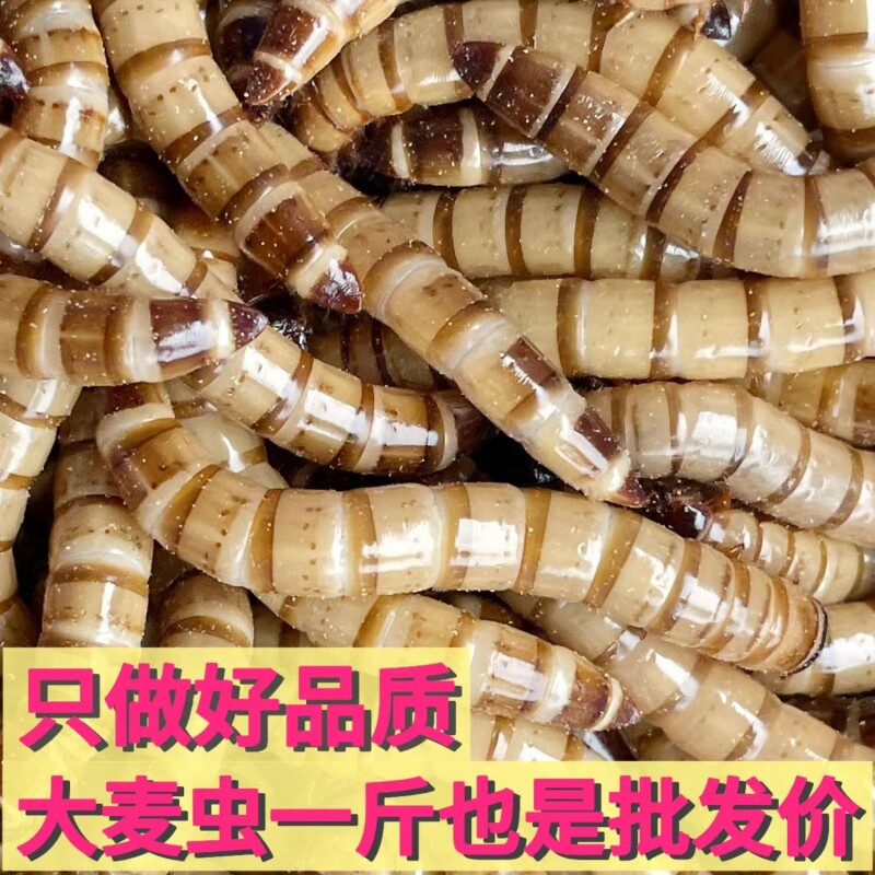 大麦虫活虫黄粉虫面包虫金银龙鱼观赏鱼饲料乌龟画眉鸟食包邮养殖图片