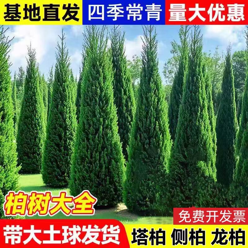 坟前树墓前绿植塔柏树苗松柏树苗侧柏树苗龙柏树苗植物节塔松圆柏图片