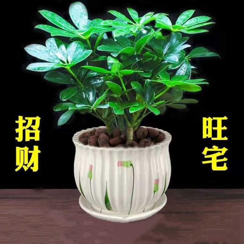 鸭脚木盆栽绿植植物室内花水培绿萝四季常青好养发财树客厅陶瓷