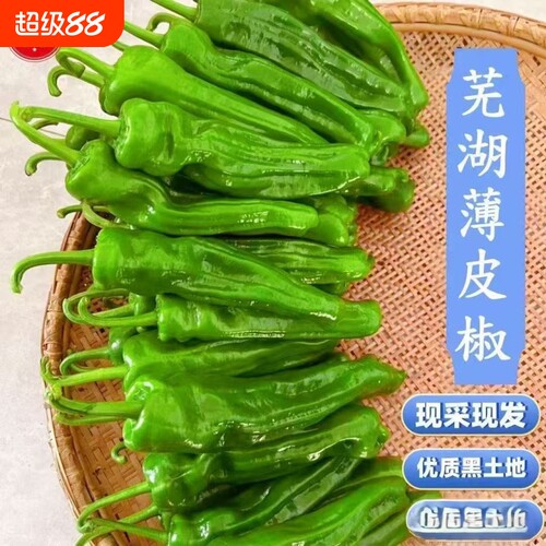 新鲜芜湖辣椒农家自种青椒薄皮椒鲜香微辣芜湖椒虎皮椒现摘现发