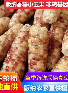 云南西双版纳花糯玉米新货
