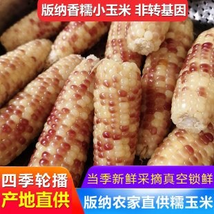 云南花糯玉米西双版纳小包谷早餐甜糯玉米棒即食香糯小玉米现摘