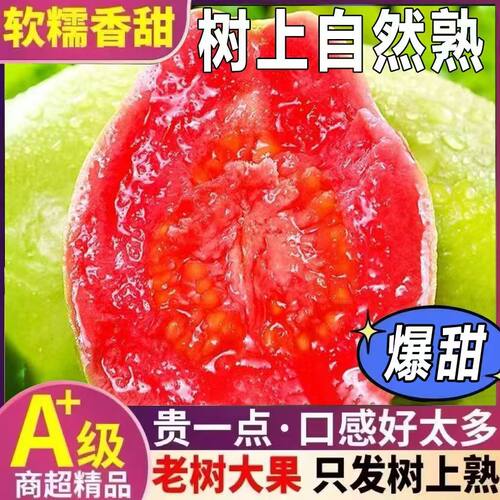 福建软糯软心芭乐5斤水果漳州当季奶油番石榴新鲜巴乐果整箱脆甜