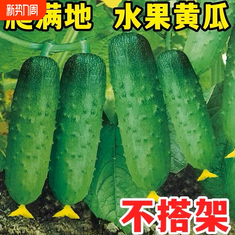 满地爬黄瓜种子春秋四季黄瓜种籽旱青瓜阳台盆栽蔬菜种孑大全