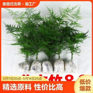 文竹盆栽植物室内办公室绿植花卉好养盆景四季水培矮文竹小苗阳台