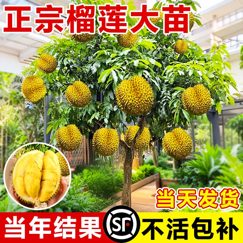 榴莲树果树南北方种植金枕大树正宗广西嫁接猫山王矮化水果树盆栽