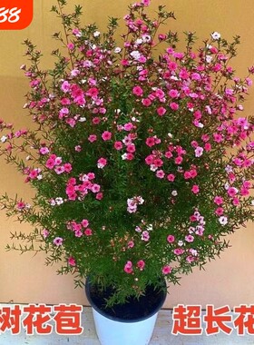 松红梅盆栽带花苞澳洲雪梅花室内花卉阳台秋冬季客厅庭院