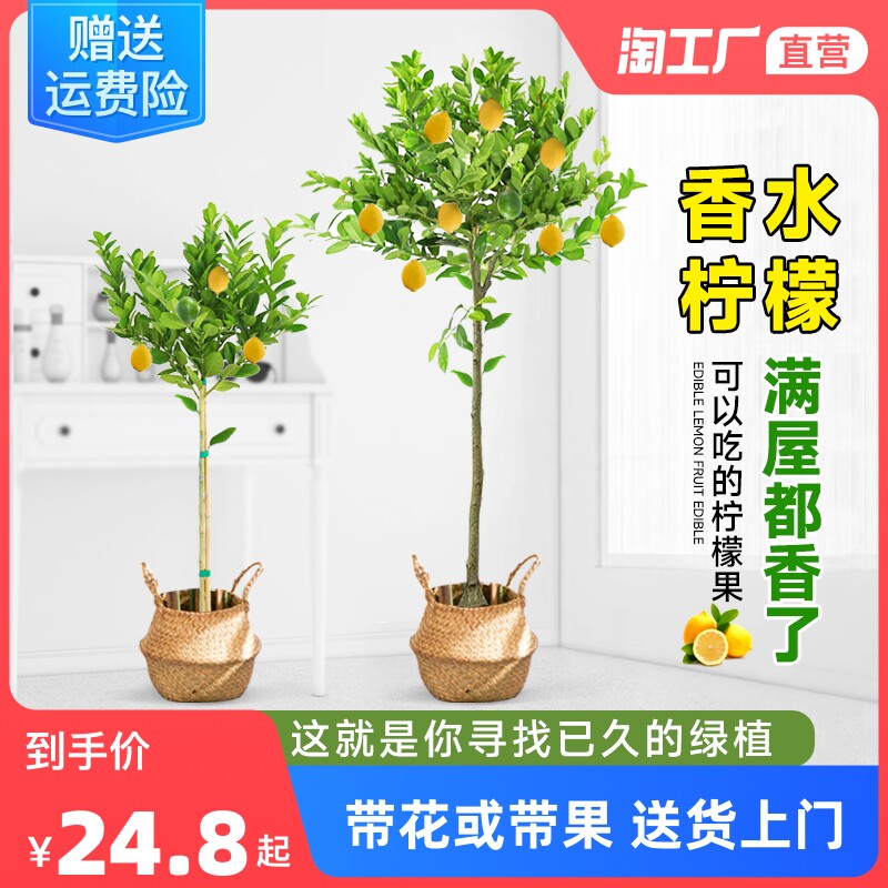 香水柠檬树盆栽带果可食用绿植大型室内客厅阳台四季开花植物好养怎么样,好用不?