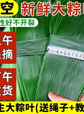粽子叶棕叶新鲜大号包粽子专用的叶子商用批发干粽叶大鲜粽叶现摘