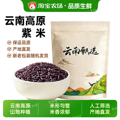 云南墨江紫米新米农家紫色糯米正宗血饭团黑米商用特产米饭梯田