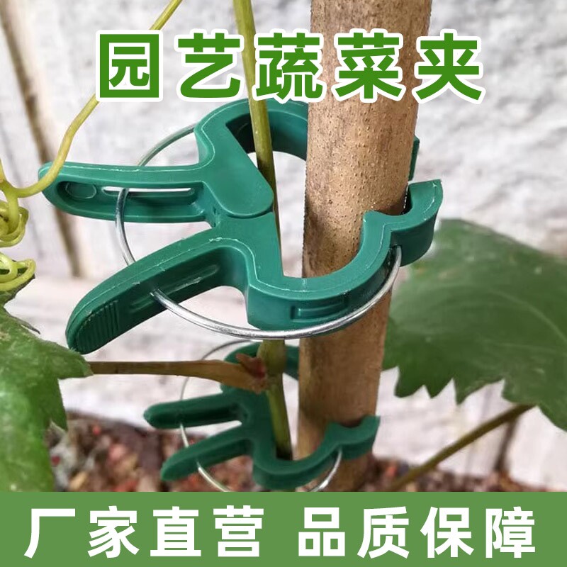 爬藤植物固定夹大号绿色卡扣蔬菜番茄花卉瓜果枝条藤蔓扣子园艺