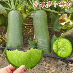 水果萝卜种子赛鸭梨夏秋潍县青沙窝萝卜四季蔬菜种丝瓜白菜孔雀