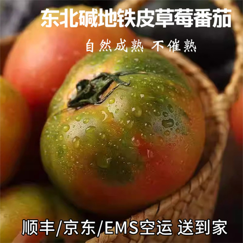 辽宁碱地铁皮西红柿草莓番茄水果柿子西红柿番茄水果自然熟多籽
