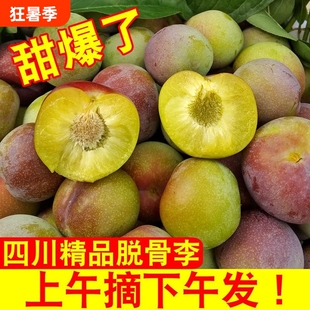 李子正宗四川茵红李脱骨新鲜现摘脆甜当季水果半边红青脆李脆红李