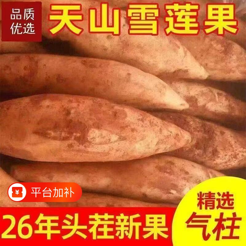 云南天山雪莲果新鲜水果当季现挖脆甜红心雪连果时令大果整箱包邮