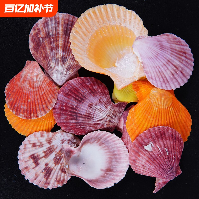 天然彩贝扇贝壳手工幼儿园学校diy装饰摆件摄影家居水族鱼缸造景