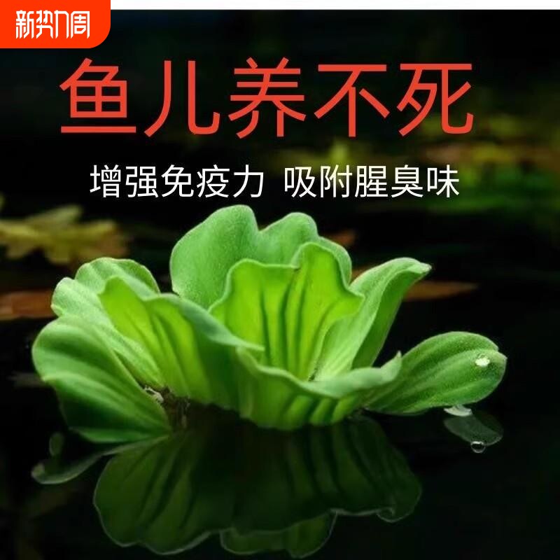 水培浮萍植物水草养鱼养龟沙房子懒人装饰增氧造景套餐躲避生态