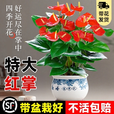 大盆特级红掌盆栽花卉中式盆景