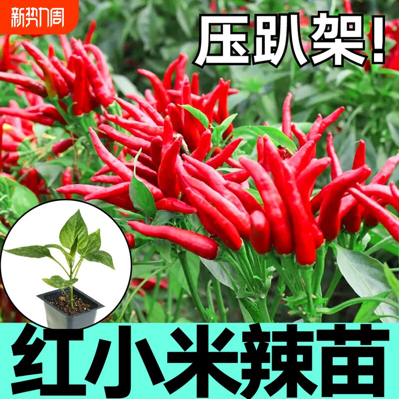 优质朝天椒小米辣指天椒辣椒苗特辣山东寿光秧苗带土盆栽高产四季