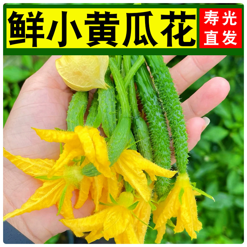 新鲜小黄瓜花青瓜花特菜小嫩黄瓜顶花西餐厅生吃新鲜蔬菜,水产肉类/新鲜蔬果/熟食,其它,淘宝优惠券,粉丝福利购,淘宝优惠卷