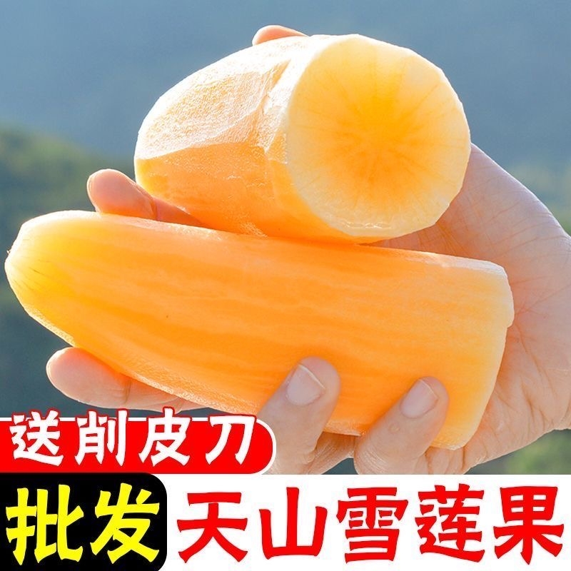 【甄选】云南天山雪莲果新鲜水果当季现挖脆甜黄心雪连果孕妇水果