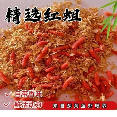 鲜活红蛆虫鱼饵野钓神饵户外