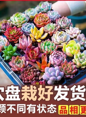 多肉植物批发多肉组合盆栽套餐栽好发货肉肉植物绿植组合石莲花