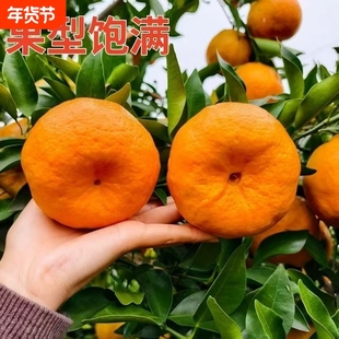 湘西湖南碰柑水果现摘现发甜蜜多汁纯天然无公害丰富皆宜年货节