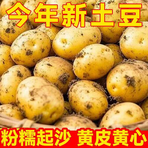 新鲜现挖黄心黄皮土豆
