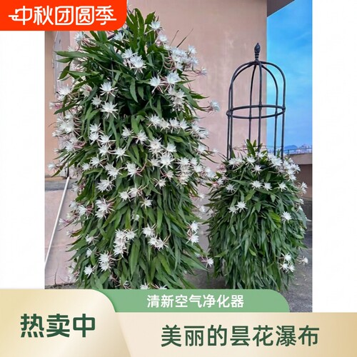 昙花苗盆栽夜光杯|超1000次加购