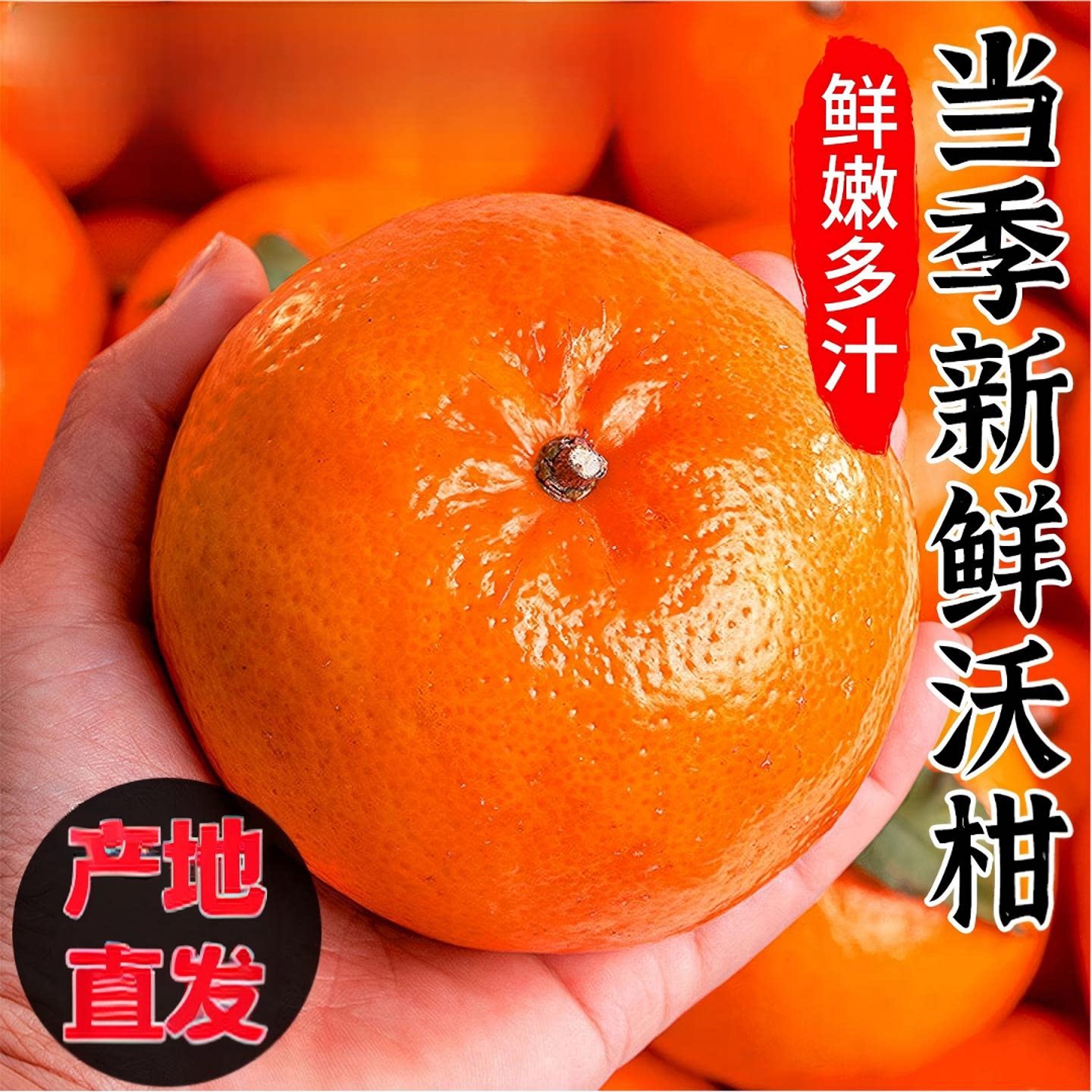 正宗广西武鸣沃柑树上新鲜采摘甜橙子应季水果采摘大果产地直发
