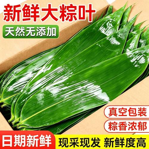 新鲜大粽叶粽子叶大号包粽子专用的材料蛋黄现摘箬叶端午商用批发