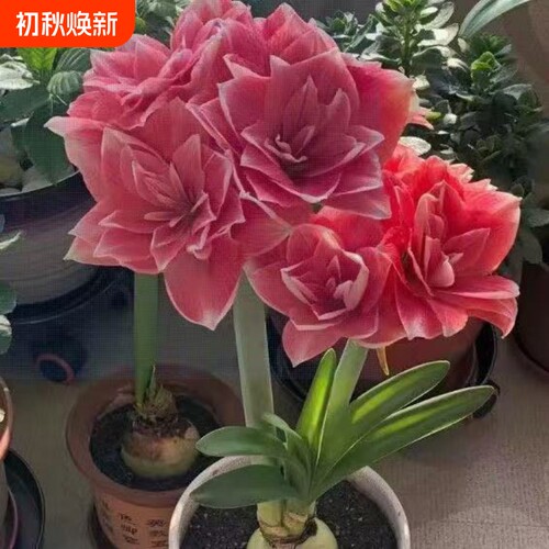 朱顶红种球花球盆栽球根花卉四季开花阳台种苗耐热花盆耐寒种植