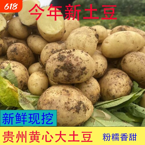 黄心大土豆新鲜农家黄心