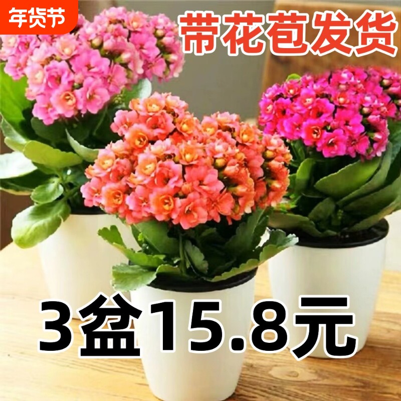 长寿花盆栽带花苞金狐狸四季开大花易活好养室内绿植花卉多肉植物