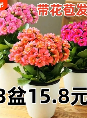 长寿花盆栽带花苞金狐狸四季开大花易活好养室内绿植花卉多肉植物