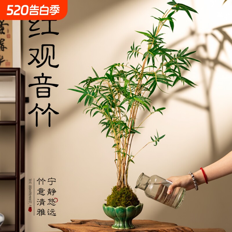 红观音竹米竹盆栽客厅室内中式好养盆景摆件四季常青书房耐阴绿植