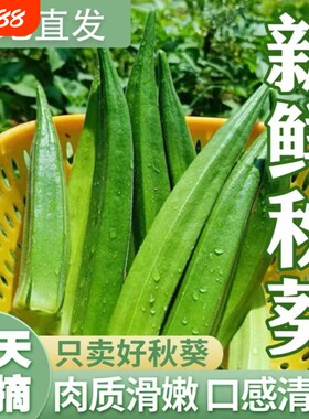正宗秋葵种子水果黄秋葵高产红秋葵农家小院阳台四季盆栽蔬菜种子